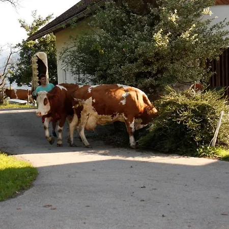 Mentebauer Traudi's